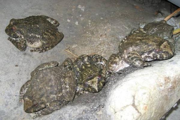 養(yǎng)殖石蛙的養(yǎng)殖場(chǎng)的建設(shè)經(jīng)驗(yàn)