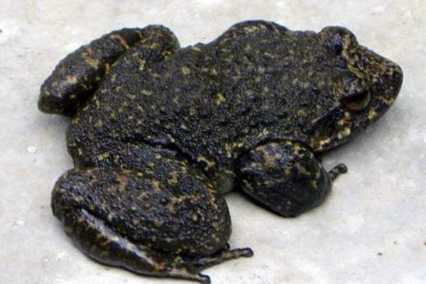 養(yǎng)殖石蛙的養(yǎng)殖場(chǎng)的建設(shè)經(jīng)驗(yàn)