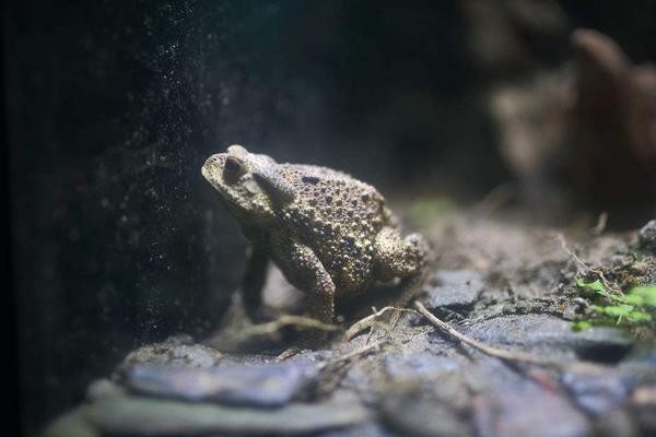 養(yǎng)殖石蛙的養(yǎng)殖場(chǎng)的建設(shè)經(jīng)驗(yàn)