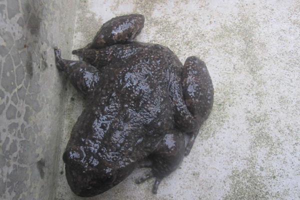 養(yǎng)殖石蛙的養(yǎng)殖場(chǎng)的建設(shè)經(jīng)驗(yàn)