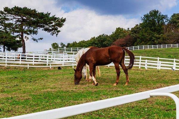 養馬場圈舍怎么建設和規劃？馬廄怎么設計？