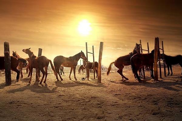 養馬場圈舍怎么建設和規劃？馬廄怎么設計？