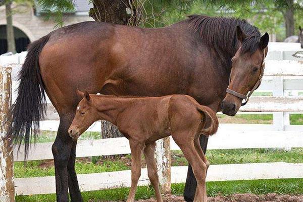 養馬場圈舍怎么建設和規劃？馬廄怎么設計？