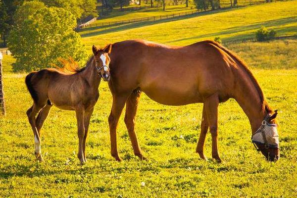 養馬場圈舍怎么建設和規劃？馬廄怎么設計？