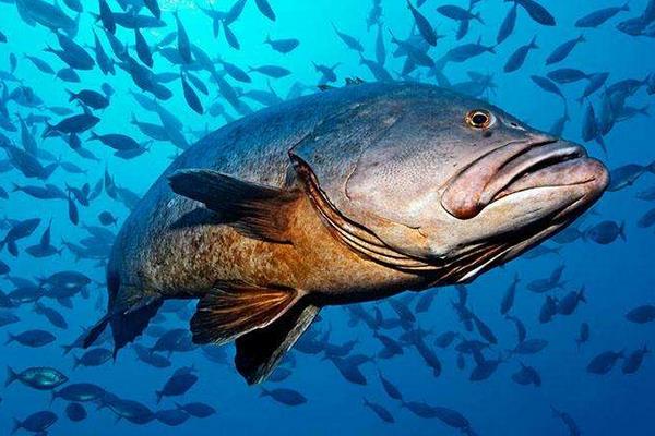 石斑魚養(yǎng)殖的市場前景