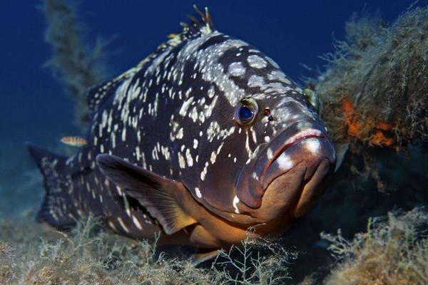 石斑魚養(yǎng)殖的市場前景