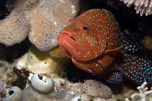 石斑魚養(yǎng)殖的市場前景
