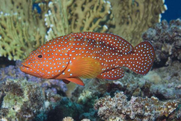 石斑魚養(yǎng)殖的市場前景