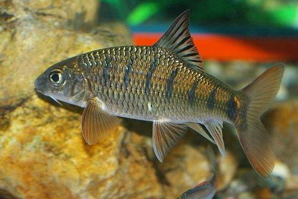 石斑魚養(yǎng)殖的市場前景