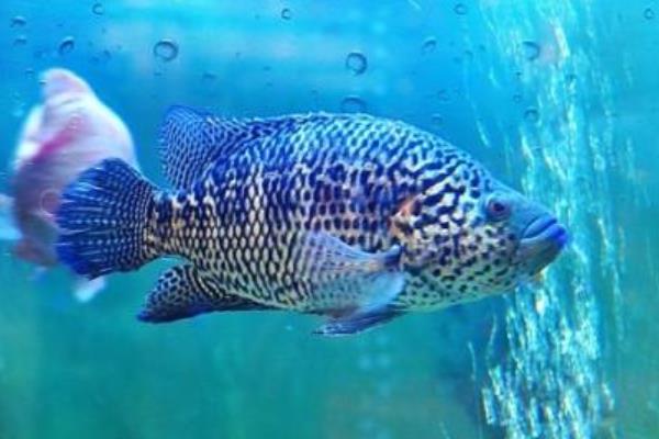 石斑魚養(yǎng)殖的市場前景