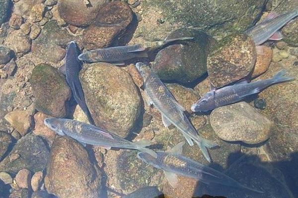 石斑魚養(yǎng)殖的市場前景