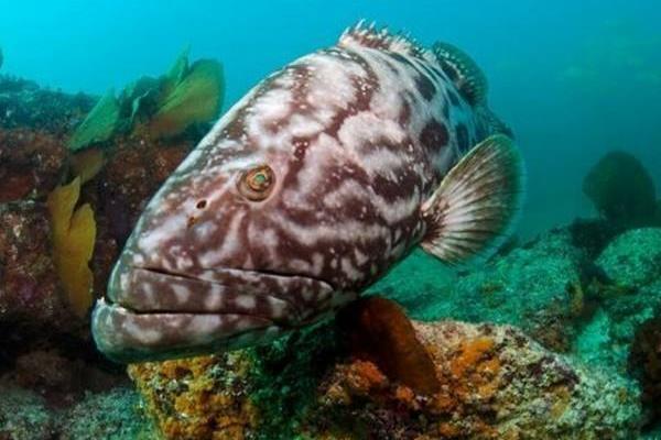 石斑魚養(yǎng)殖的市場前景