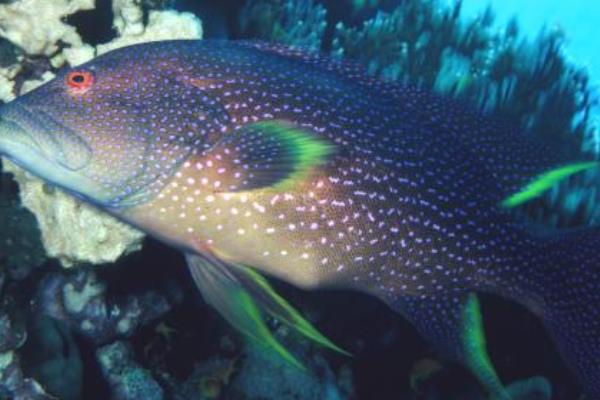 石斑魚養(yǎng)殖的市場前景