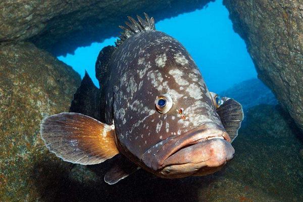 石斑魚養(yǎng)殖的市場前景