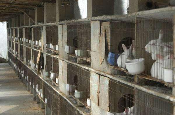 養兔兔舍的怎么建設？都有哪些設備？兔籠怎么設計和選擇？