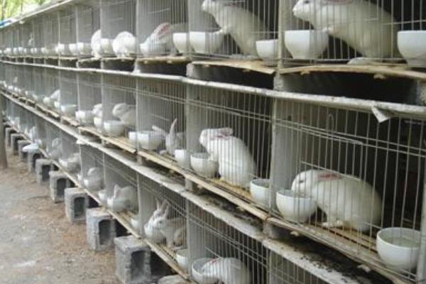 養兔兔舍的怎么建設？都有哪些設備？兔籠怎么設計和選擇？