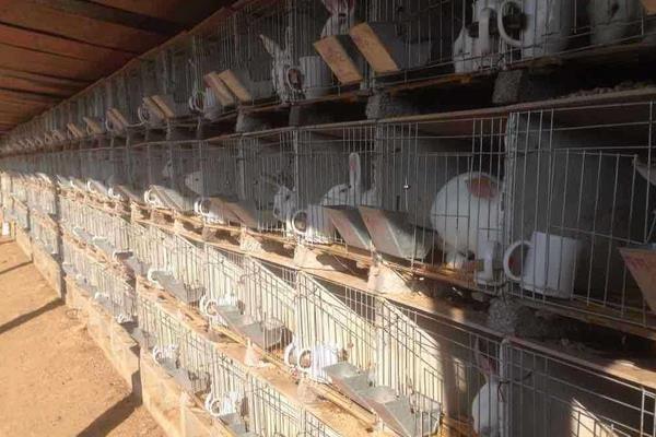 養兔兔舍的怎么建設？都有哪些設備？兔籠怎么設計和選擇？