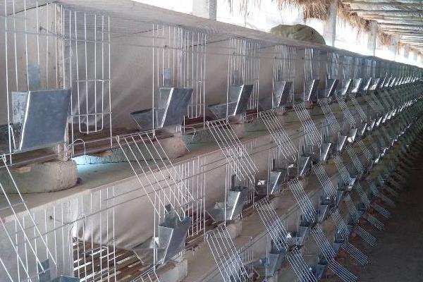 養兔兔舍的怎么建設？都有哪些設備？兔籠怎么設計和選擇？