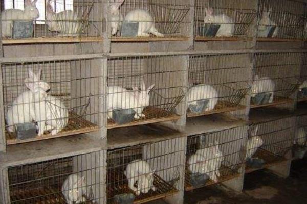 養兔兔舍的怎么建設？都有哪些設備？兔籠怎么設計和選擇？