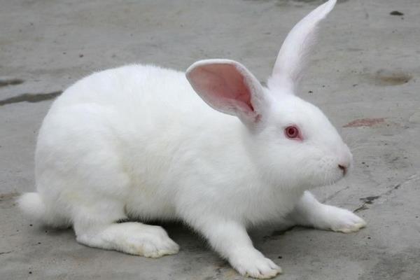 養兔兔舍的怎么建設？都有哪些設備？兔籠怎么設計和選擇？