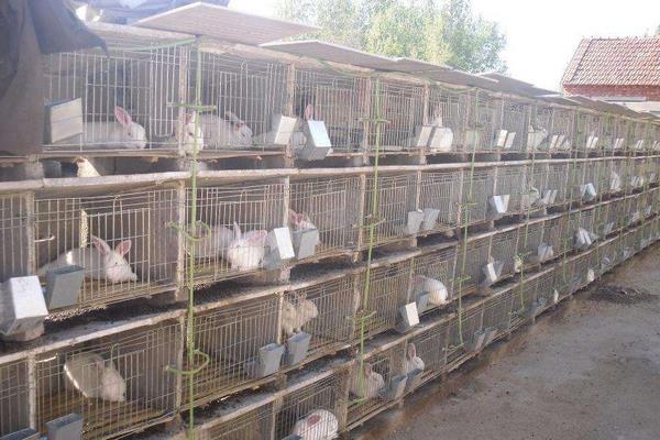 養兔兔舍的怎么建設？都有哪些設備？兔籠怎么設計和選擇？