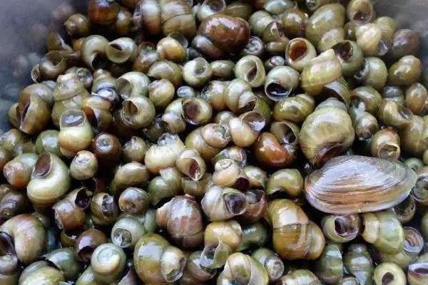 養殖田螺的繁殖時期