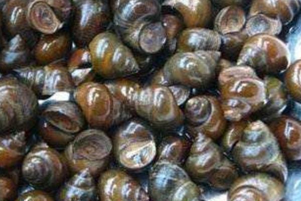 養殖田螺的繁殖時期