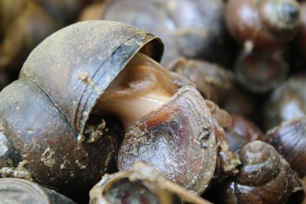 養殖田螺的繁殖時期