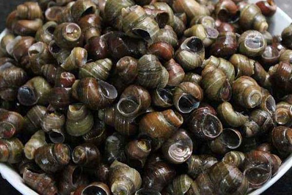 養殖田螺的繁殖時期