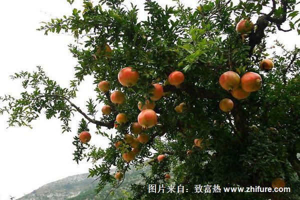 家里種石榴樹(shù)好嗎