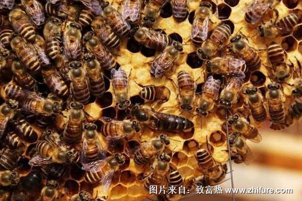 養(yǎng)蜂取蜂蜜方法與注意事項