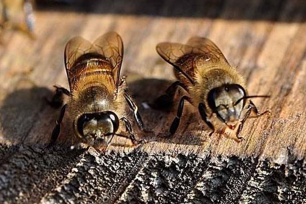 養蜂取蜂蜜方法與注意事項