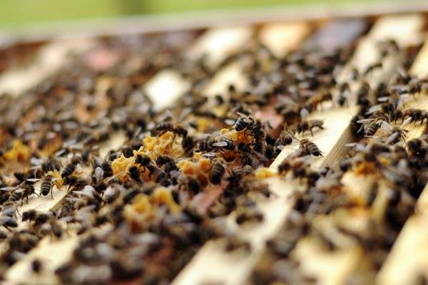 養蜂取蜂蜜方法與注意事項