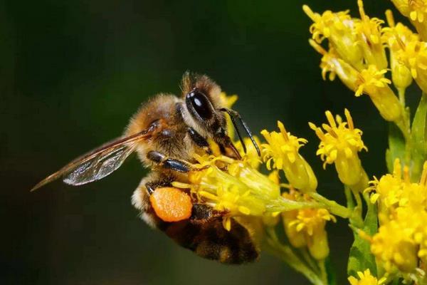 養蜂取蜂蜜方法與注意事項