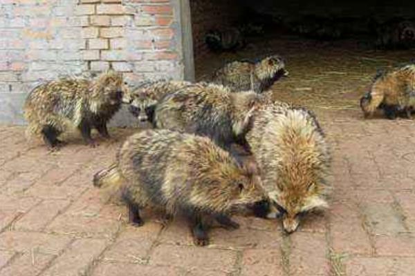 養殖貉子怎樣防治“白鼻子”病