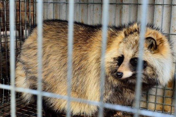養殖貉子怎樣防治“白鼻子”病