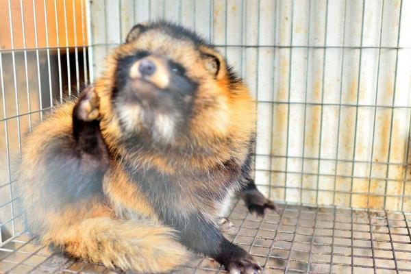 養殖貉子怎樣防治“白鼻子”病
