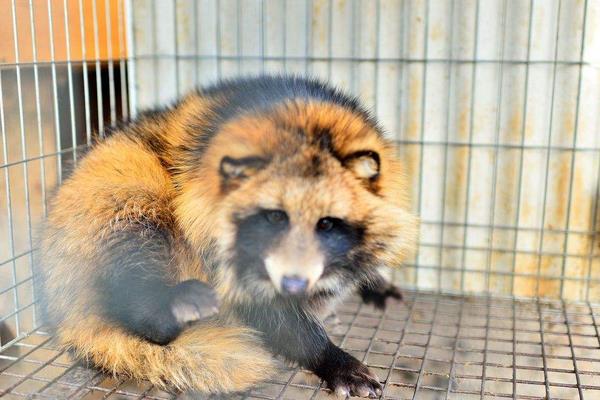養殖貉子怎樣防治“白鼻子”病