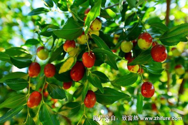 棗樹專用肥有哪些