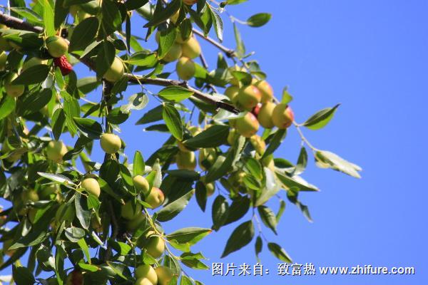 棗樹新品種有哪些