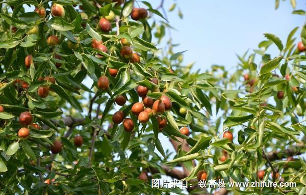 棗樹上的蟲子叫什么