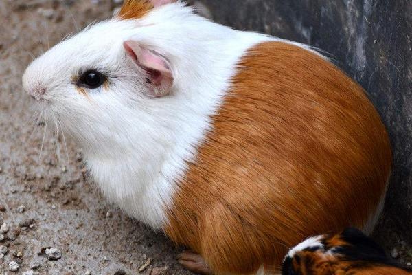 司機偶然吃到竹鼠毅然辭職回鄉養竹鼠圓創業夢 