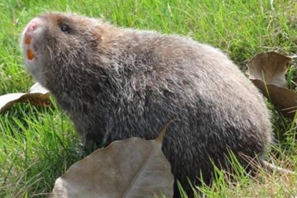 司機偶然吃到竹鼠毅然辭職回鄉養竹鼠圓創業夢 