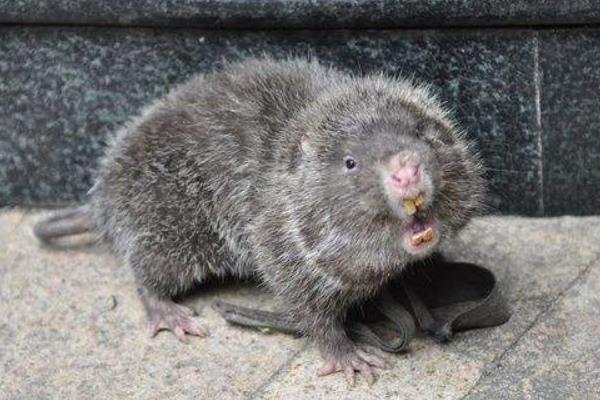 司機偶然吃到竹鼠毅然辭職回鄉養竹鼠圓創業夢 