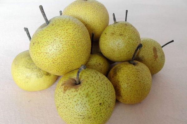 安梨功效與作用及禁忌