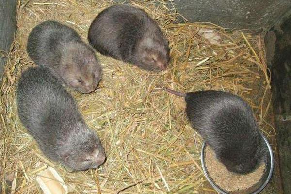 司機偶然吃到竹鼠毅然辭職回鄉養竹鼠圓創業夢 