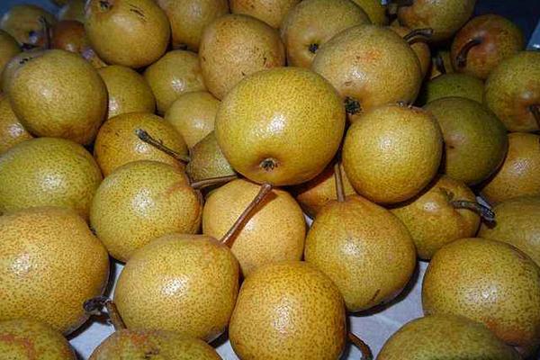 安梨功效與作用及禁忌