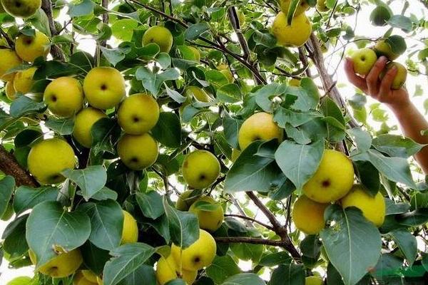 安梨功效與作用及禁忌