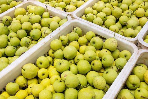 安梨功效與作用及禁忌