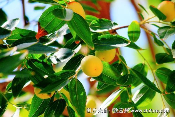 棗樹幾年結(jié)果